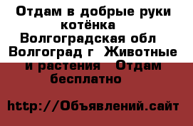 Отдам в добрые руки котёнка - Волгоградская обл., Волгоград г. Животные и растения » Отдам бесплатно   